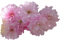cherry blossoms