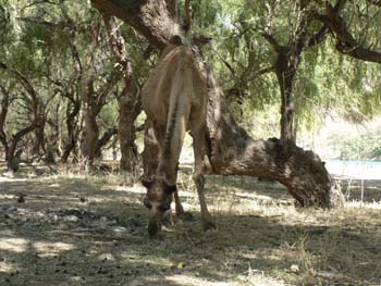Oman 657